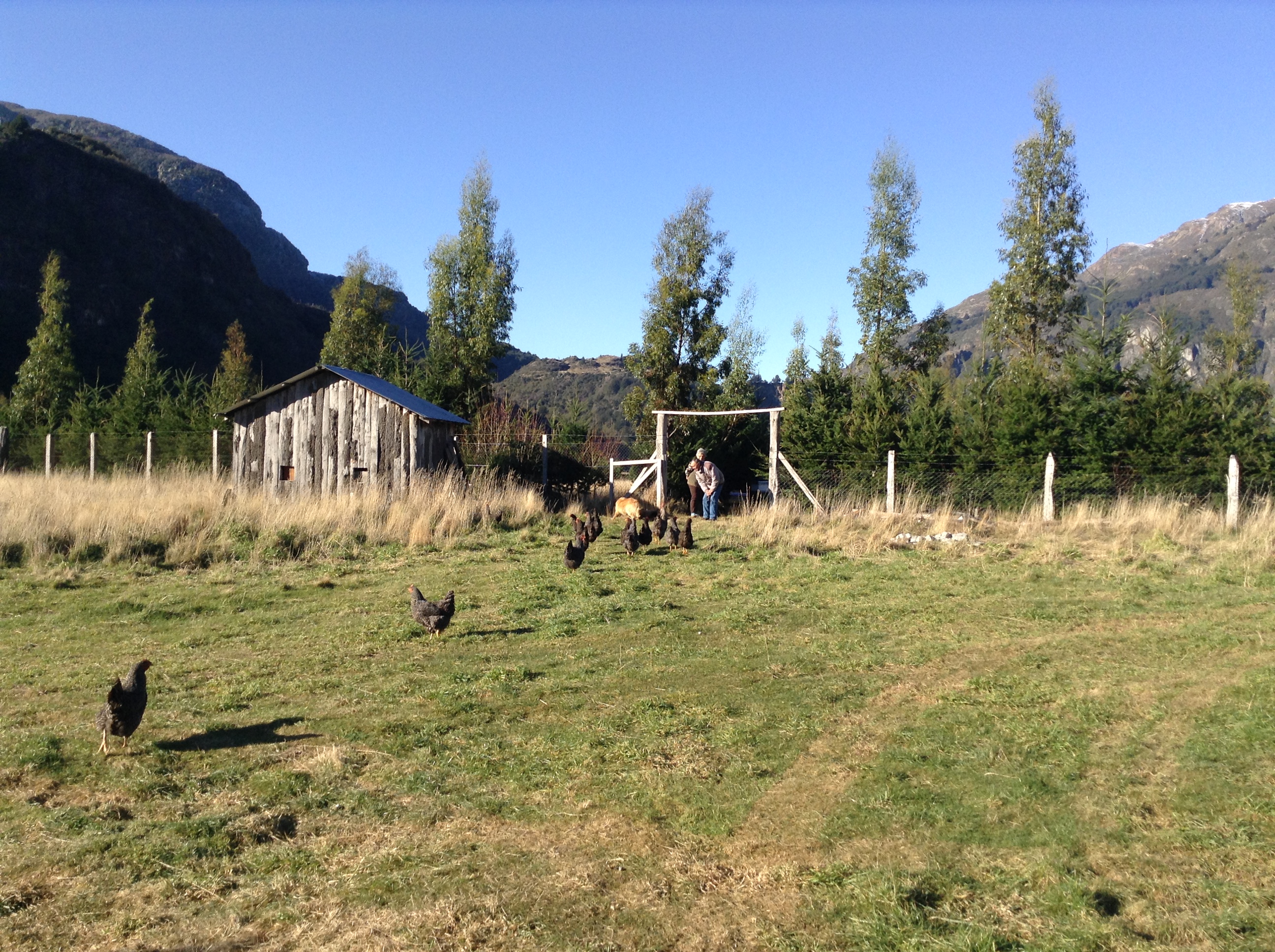 Sistema agrosilvopastoril en el Fundo La Pampita, Aysén